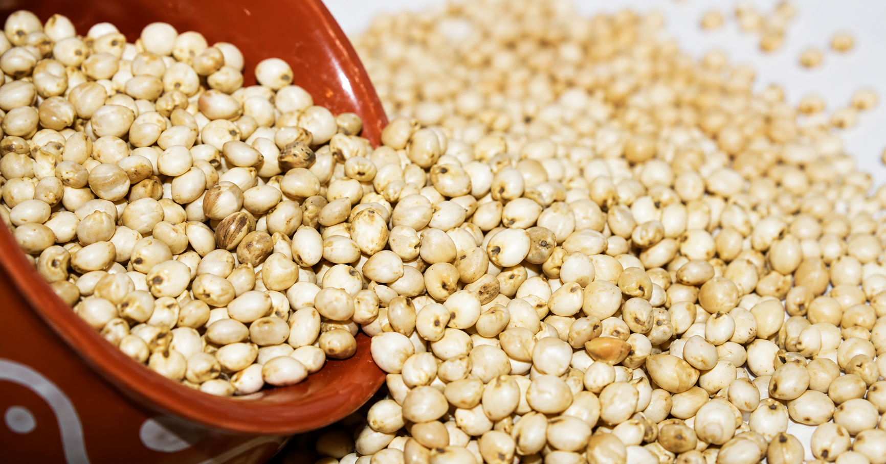 Sorghum and Millets