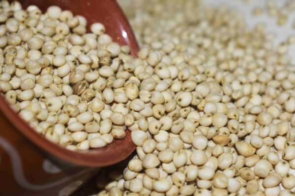 Sorghum / Millet