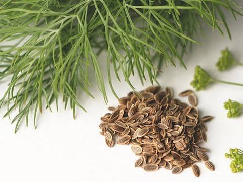 Dill Seeds Export from India