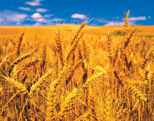 Wheat Export From India